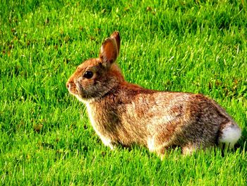 Side view of a rabbit on field