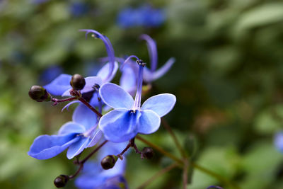 Close-up of purple flowering plant