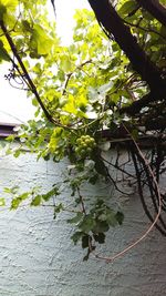 Close-up of leaves floating on lake against sky