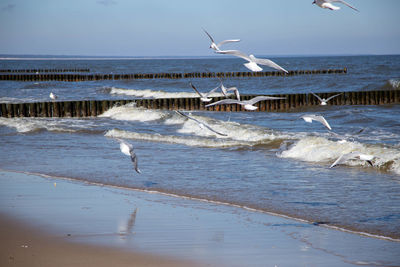 Seagulls flying over sea shore