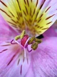 Macro shot of pink flower