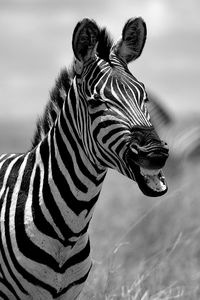 Close-up of a zebra