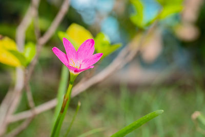 Close-up of pink flowering plant