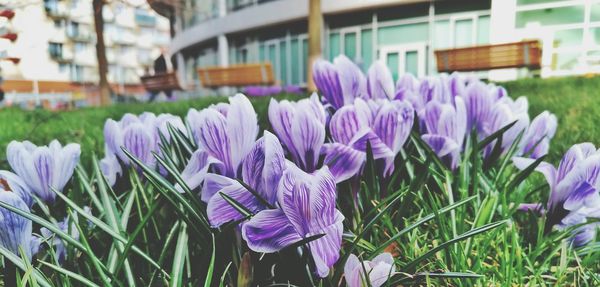 Close-up of purple crocus flowers