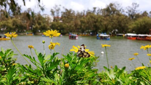 View of insect on yellow flowering plants