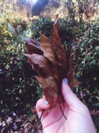 Close-up of hand holding autumn leaf