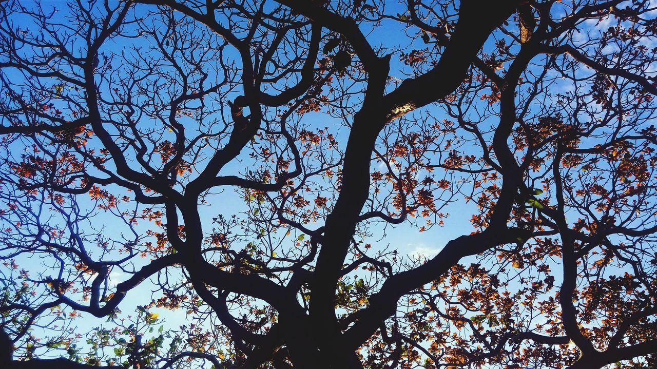 LOW ANGLE VIEW OF TREE AGAINST SKY