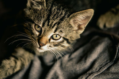 Close-up portrait of a cat