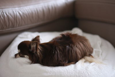 Close-up of dog sleeping on bed at home