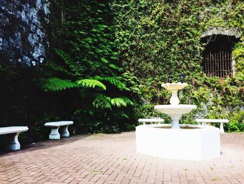 Trees and plants