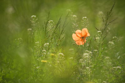 Close-up of yellow flowering plants on field