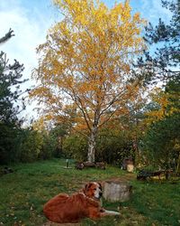 View of a dog on field