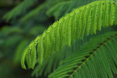 Close-up of fresh fern leaves