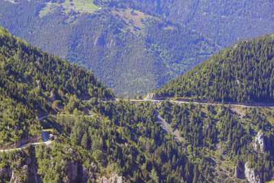 High angle view of pine trees in forest