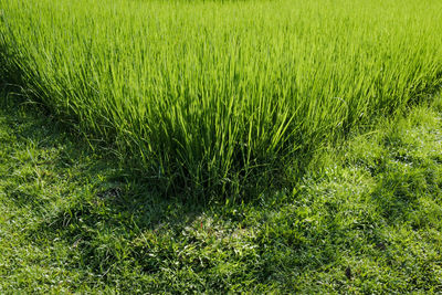 High angle view of crops on field