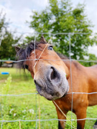 Close-up of horse in ranch