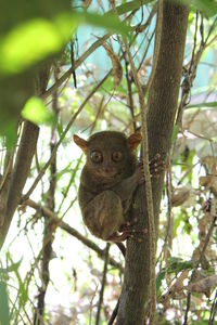 Low angle view of squirrel on tree trunk