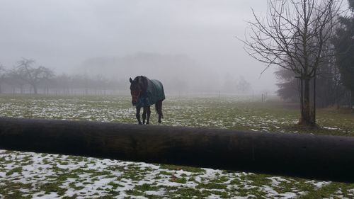 Horse on snowy field against sky during winter