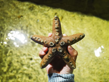 The star of the sea