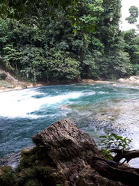 Scenic view of forest against sky
