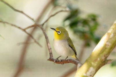 Japanese white eyes zosterops japonicus has white rimmed eyes and is found in japan.