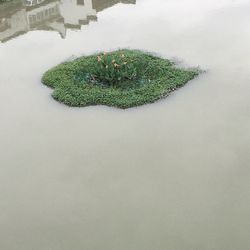 High angle view of christmas tree