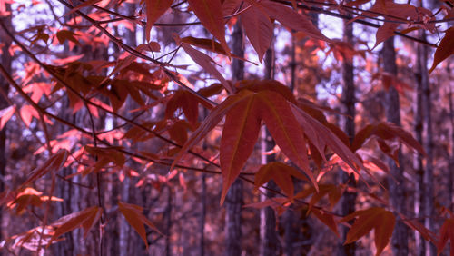 Low angle view of maple leaves on tree