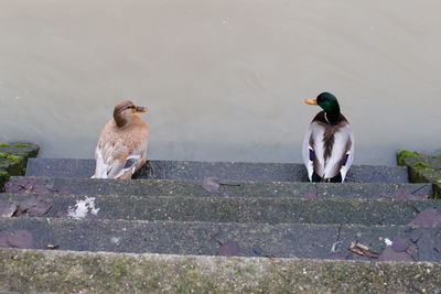 Birds perching on a lake