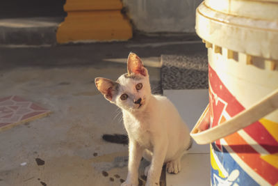 Portrait of cat standing outdoors