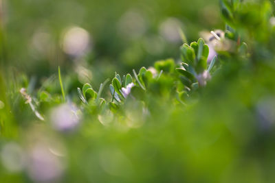 Close-up of fresh green plants