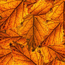 Close-up of maple leaves during autumn