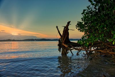 Driftwood on beach against sky during sunset