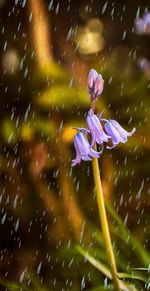 Close-up of wet flowers blooming outdoors