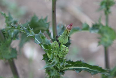 Close-up of fresh green plant