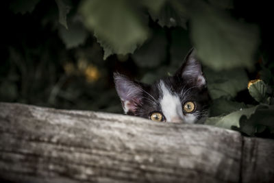 Close-up portrait of a cat