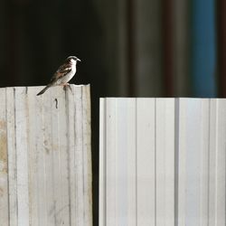 Close-up of bird perching on wood
