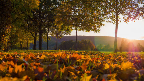 Trees on field against sky during autumn