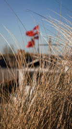 Plants growing on land against sky