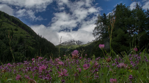 Flowers growing on field against sky