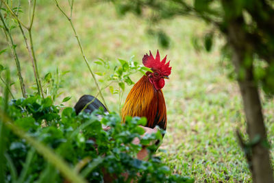 Close-up of rooster on land