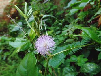 Close-up of purple flowers