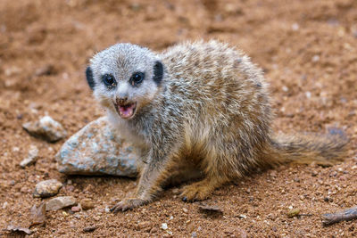 Meerkat or suricate cub showing its teeth