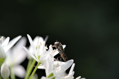 Close-up of insect on white flower