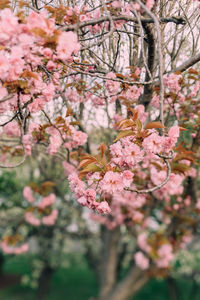 Close-up of pink cherry blossoms in spring