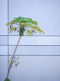 Close-up of white flowering plant against wall