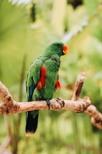 Bright green parrot on a branch. wildlife bird from tropical forest