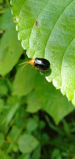 High angle view of insect on leaf