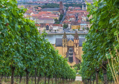 Trees and buildings in city