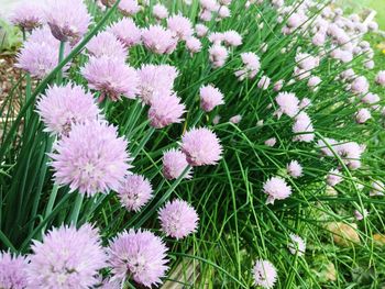 Close-up of pink flowers