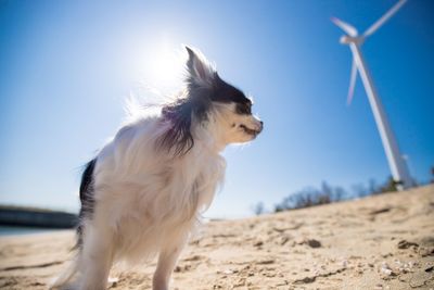 Dog standing on a land